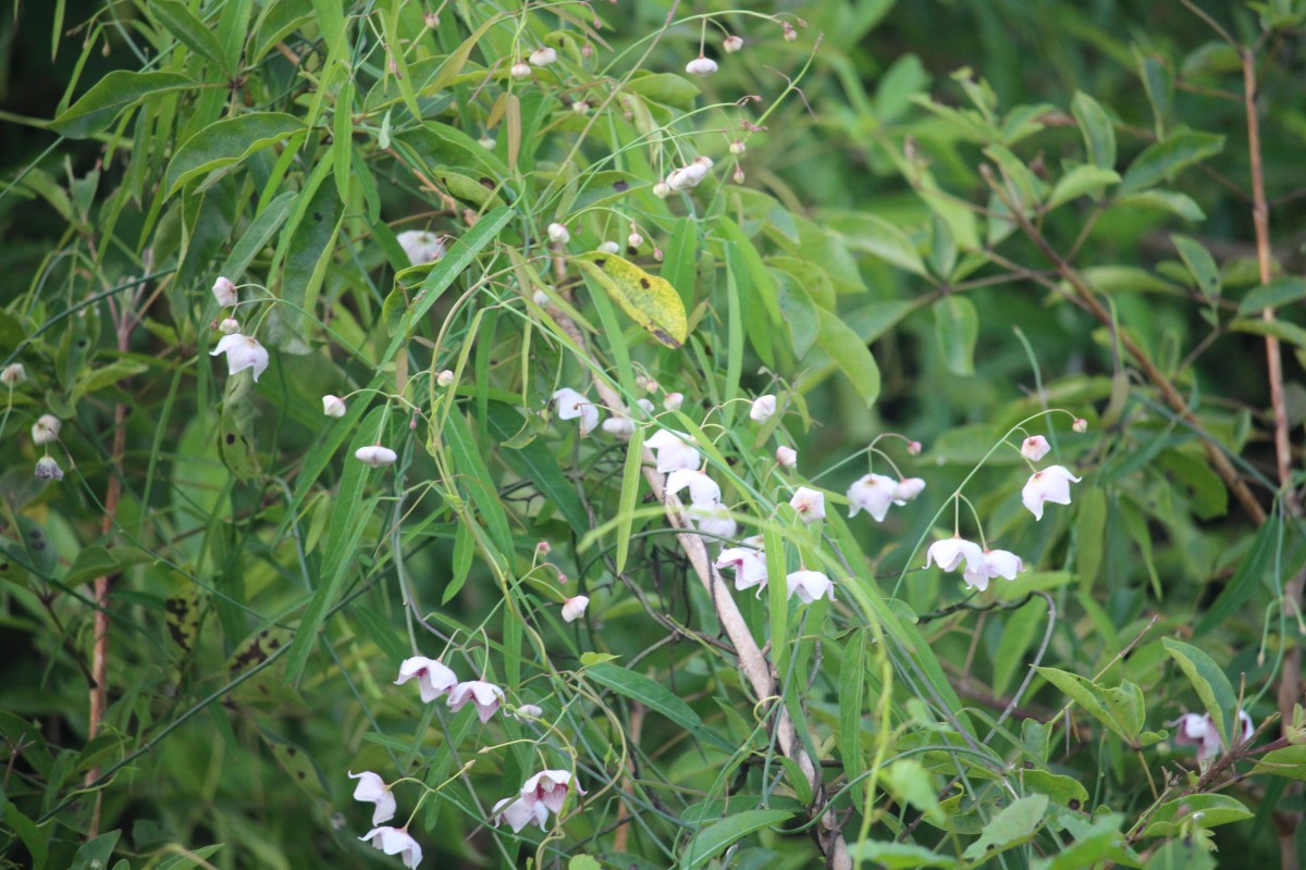 Oxystelma esculentum (L.f.) Sm.